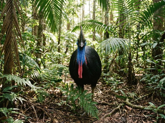 southern cassowary