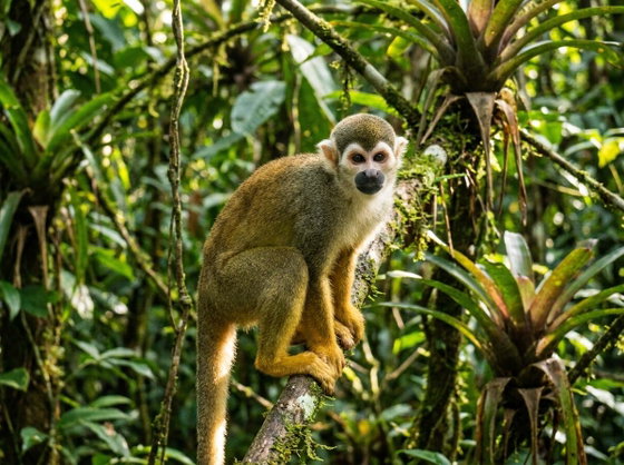 common squirrel monkey
