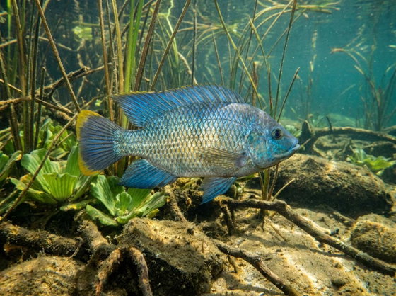 blue tilapia