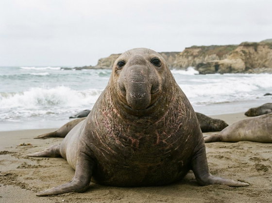 northern elephant seal