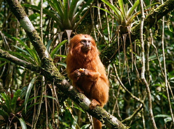 golden lion tamarin