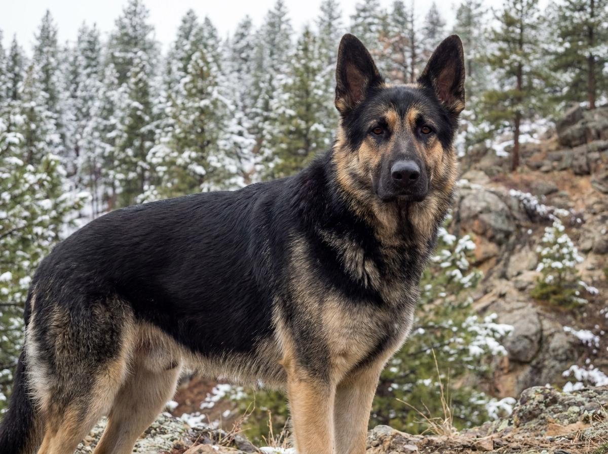 East European Shepherd