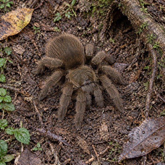 Cyclosternum schmardae