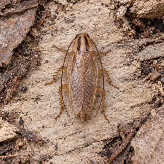 German cockroach