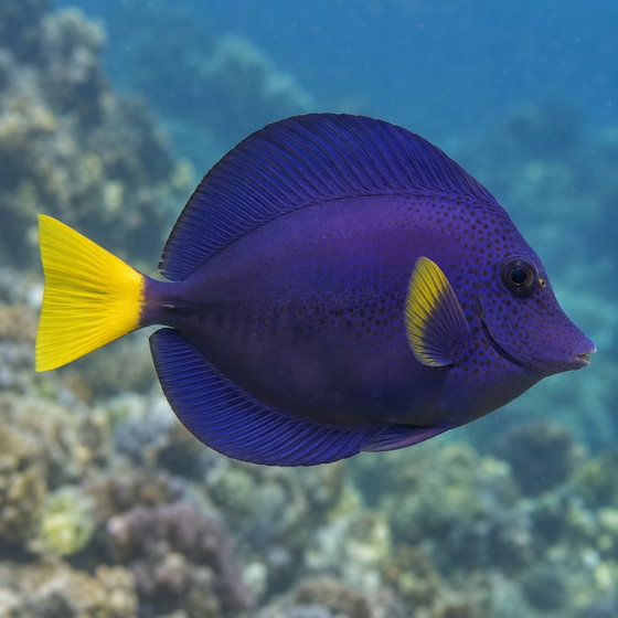 purple tang