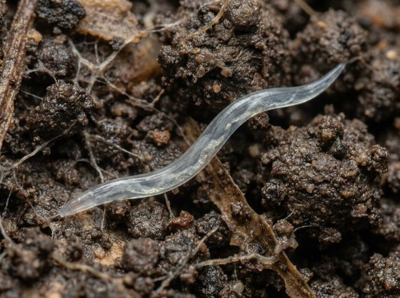 laboratory nematode