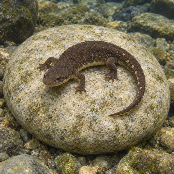 Montseny brook newt