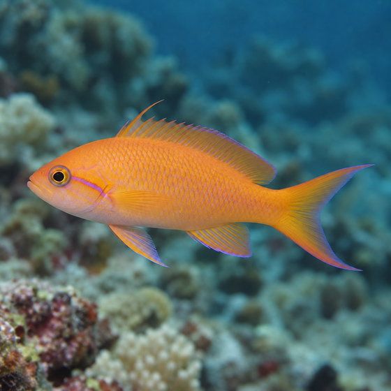 lyretail anthias