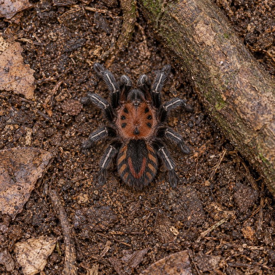 Venezuelan dwarf beauty tarantula
