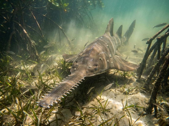 common sawfish