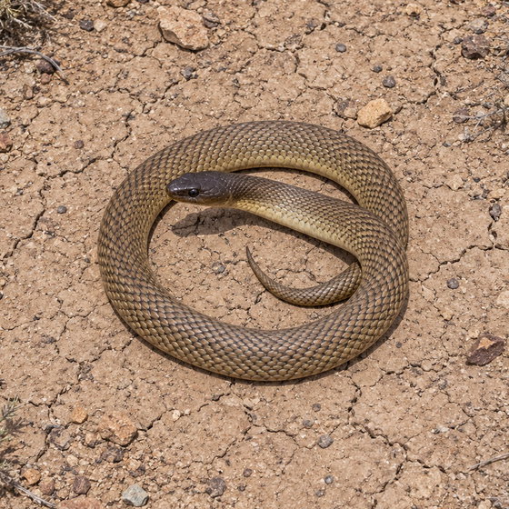 inland taipan