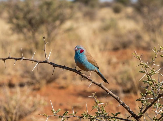 red-cheeked cordon-bleu