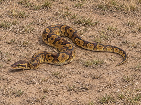 Example Amber Pastel