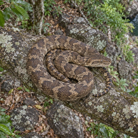 rough-scaled python
