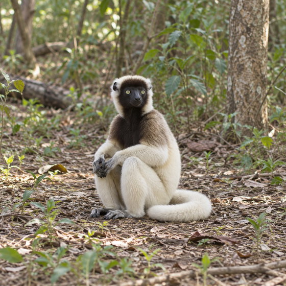 crowned sifaka