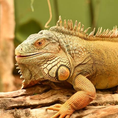 Iggy Iguana