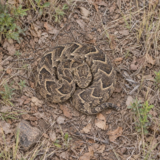 puff adder