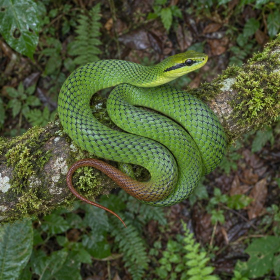 red-tailed green rat snake