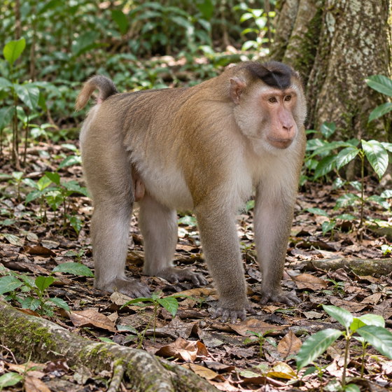southern pig-tailed macaque