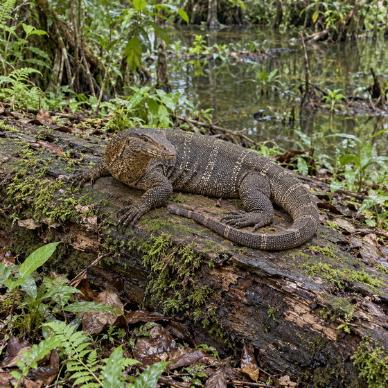 Dumeril's monitor