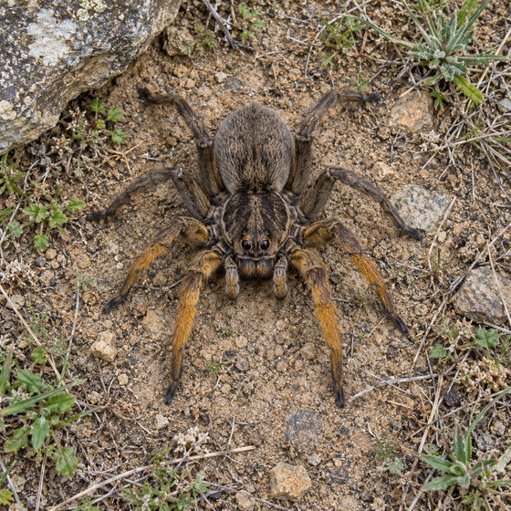 Porto Santo wolf spider