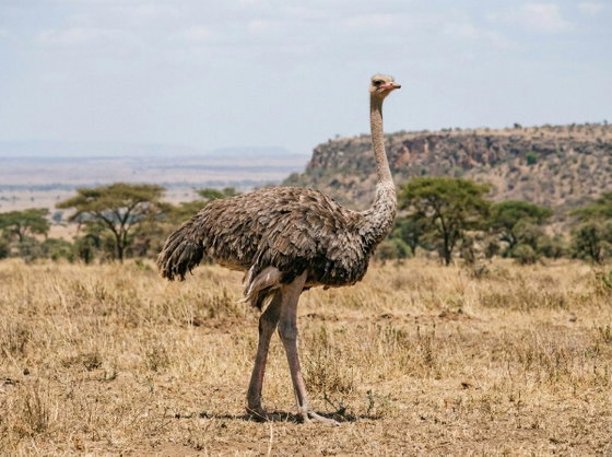 ostrich