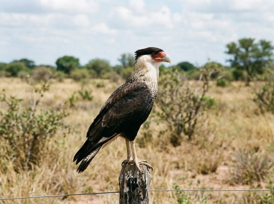 crested caracara