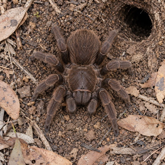 Australian whistling spider