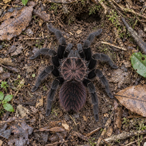 Colombian lesser black tarantula