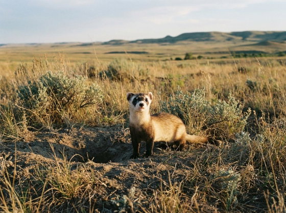 Black-footed Ferret
