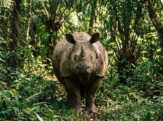 Javan rhinoceros