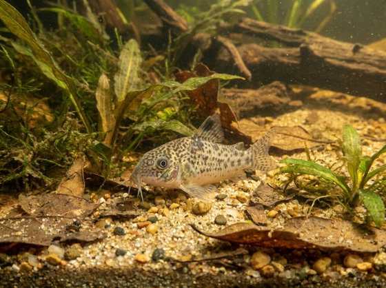 peppered corydoras