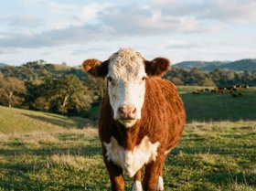 Cattle