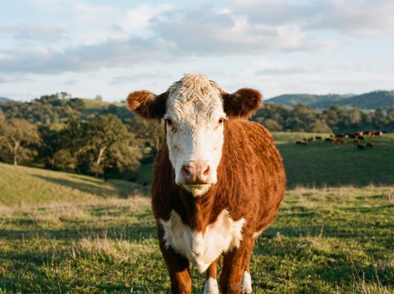 Cattle