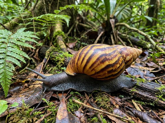 tiger land snail