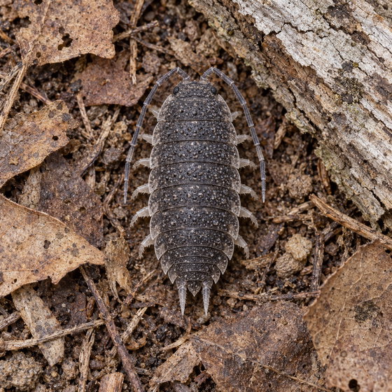 Porcellio echinatus