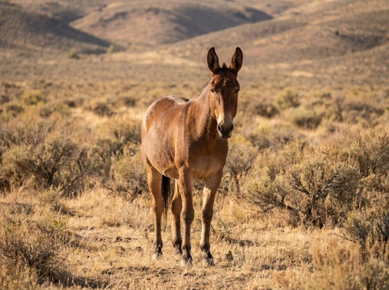 mule