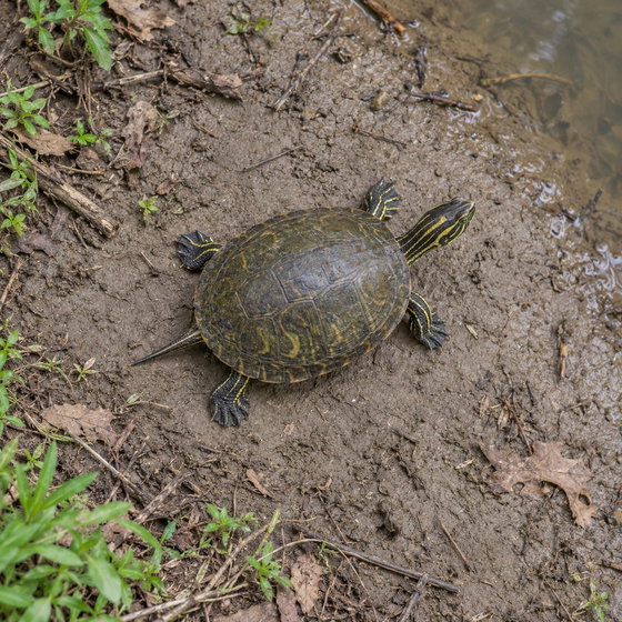 river cooter