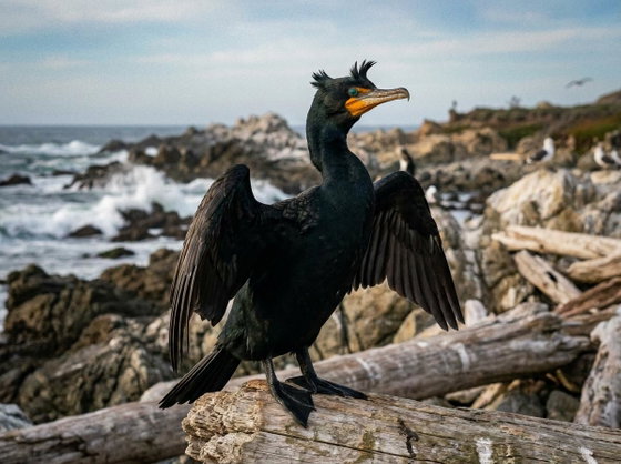 double-crested cormorant