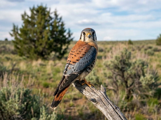 American kestrel