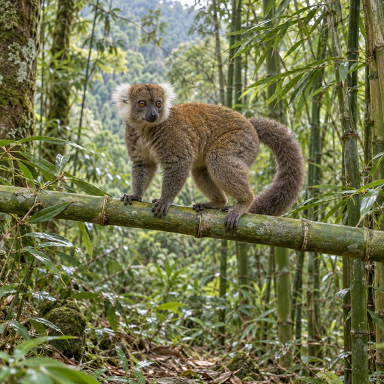 greater bamboo lemur