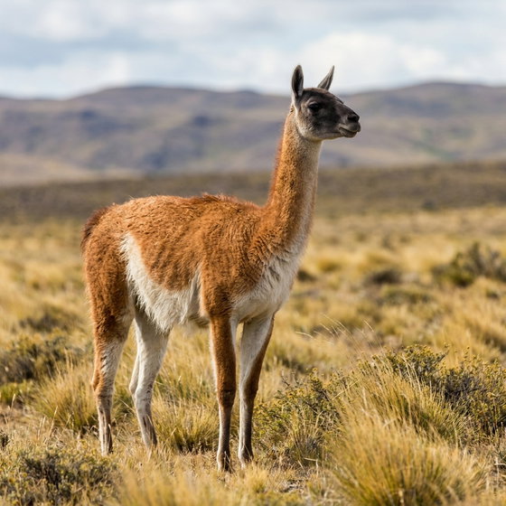 guanaco