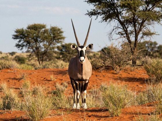 gemsbok