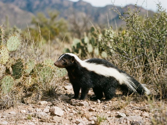 American hog-nosed skunk