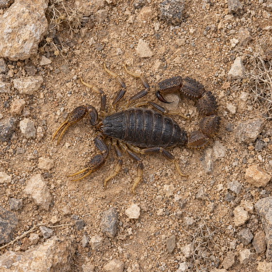 black fat tail scorpion