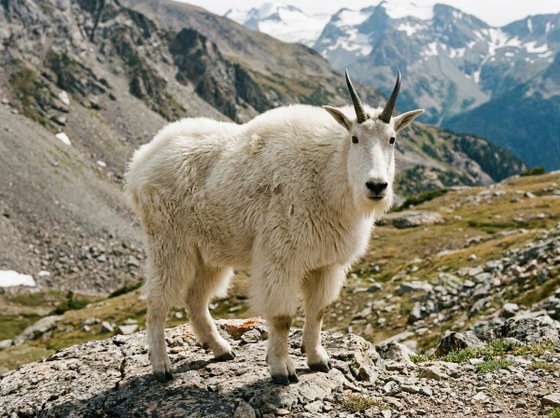 mountain goat