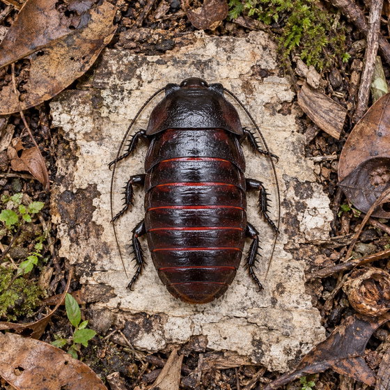 flat horned hissing cockroach