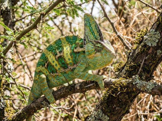 veiled chameleon