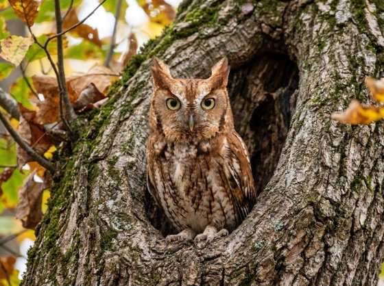 eastern screech-owl