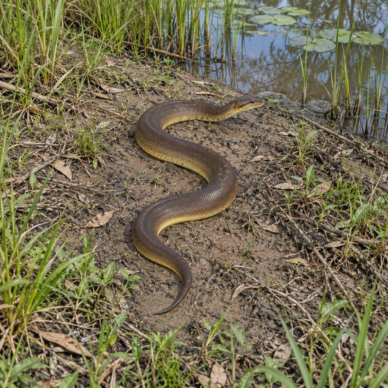 brown water python
